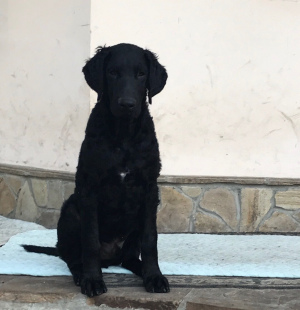 Zdjęcie №2 do zapowiedźy № 3011 na sprzedaż  curly coated retriever - wkupić się Ukraina od żłobka