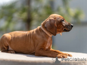 Dodatkowe zdjęcia: Szczenięta rasy Rhodesian Ridgeback