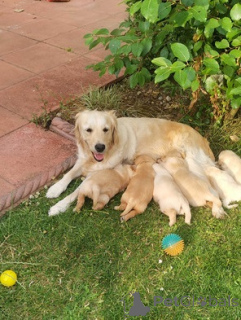 Zdjęcie №2 do zapowiedźy № 174995 na sprzedaż  golden retriever - wkupić się Niemcy prywatne ogłoszenie