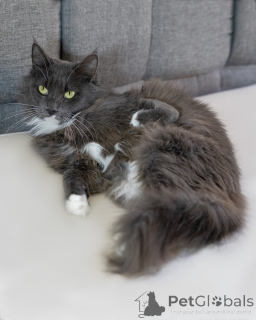 Zdjęcie №3. Gracie jest specjalnym kotem z specjalną łapą.. Federacja Rosyjska