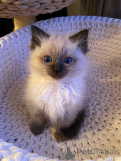 Zdjęcie №2 do zapowiedźy № 174840 na sprzedaż  ragdoll - wkupić się Niemcy hodowca