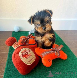 Zdjęcie №1. yorkshire terrier - na sprzedaż w Mannheim | negocjowane | Zapowiedź №160054