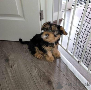 Zdjęcie №1. yorkshire terrier - na sprzedaż w Jūrmala | negocjowane | Zapowiedź №160019