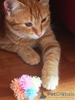Dodatkowe zdjęcia: Rudy kot, kotek Pomarańczowy, szukają rodziny!