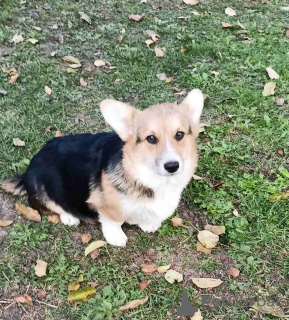 Zdjęcie №4. Sprzedam welsh corgi w Belgrad. hodowca - cena - negocjowane