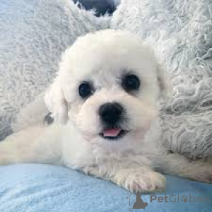 Zdjęcie №3. Bichon Frisé-te koop dla szczeniąt. Belgia