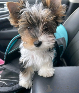 Zdjęcie №1. yorkshire terrier - na sprzedaż w Aubenas | negocjowane | Zapowiedź №160548