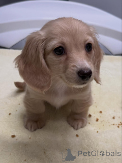 Zdjęcie №2 do zapowiedźy № 163654 na sprzedaż  jamnik - wkupić się Niemcy hodowca