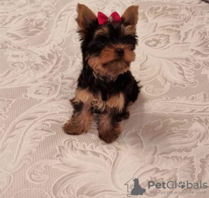 Zdjęcie №2 do zapowiedźy № 119348 na sprzedaż  yorkshire terrier - wkupić się Niemcy prywatne ogłoszenie