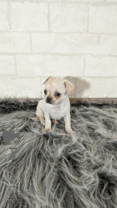 Zdjęcie №3. Szczenięta Chihuahua z hodowli. Białoruś