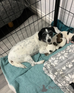 Zdjęcie №1. jack russell terrier - na sprzedaż w Helsinki | 2870zł | Zapowiedź №172172