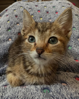 Zdjęcie №3. Kocięta bengalskie. Niemcy