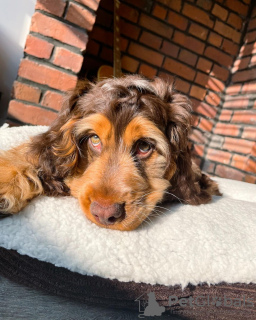 Zdjęcie №1. cocker spaniel angielski - na sprzedaż w Budapest | 1005zł | Zapowiedź №78800