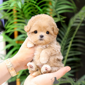 Zdjęcie №4. Sprzedam maltipu w Alabama. hodowca - cena - negocjowane