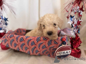 Zdjęcie №2 do zapowiedźy № 149824 na sprzedaż  maltipu - wkupić się Niemcy prywatne ogłoszenie, hodowca