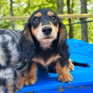 Zdjęcie №3. Sveiki ir gražūs taksų šuniukai.. Litwa