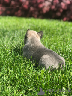 Zdjęcie №2 do zapowiedźy № 130357 na sprzedaż  buldog francuski - wkupić się Niemcy prywatne ogłoszenie