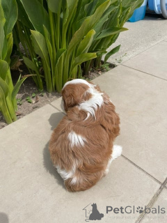 Zdjęcie №3. Do oddania śliczny szczeniak Cavalier King Charles. Francja