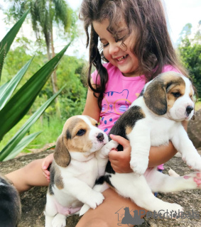 Zdjęcie №1. beagle (rasa psa) - na sprzedaż w Fehraltorf | negocjowane | Zapowiedź №158351