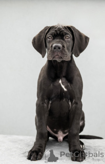 Zdjęcie №3. CANE CORSO. Ukraina