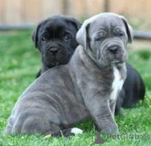 Zdjęcie №1. cane corso - na sprzedaż w Wiedeń | negocjowane | Zapowiedź №174987