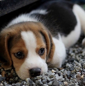 Dodatkowe zdjęcia: Poszukuję szczeniąt beagle