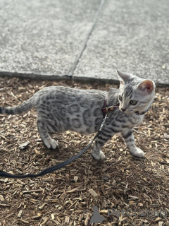 Zdjęcie №2 do zapowiedźy № 153404 na sprzedaż  kot bengalski - wkupić się Austria prywatne ogłoszenie