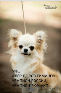 Zdjęcie №2 do zapowiedźy № 8908 na sprzedaż  chihuahua (rasa psów) - wkupić się Federacja Rosyjska od żłobka