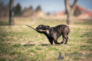 Zdjęcie №3. Buldog francuski sprzedam samicę. Serbia