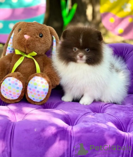 Zdjęcie №2 do zapowiedźy № 132039 na sprzedaż  szpic miniaturowy - wkupić się Estonia hodowca