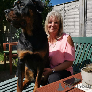 Zdjęcie №1.  - na sprzedaż w Deià | negocjowane | Zapowiedź №163410