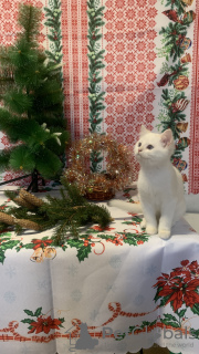 Zdjęcie №4. Sprzedam kot brytyjski krótkowłosy w Niżny Nowogród. prywatne ogłoszenie, hodowca - cena - negocjowane