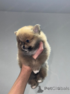 Zdjęcie №4. Sprzedam szpic miniaturowy w Berno. prywatne ogłoszenie - cena - 4066zł