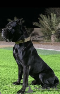 Zdjęcie №2. Usługi krycia cane corso. Cena - negocjowane