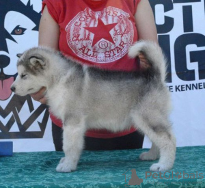 Zdjęcie №2 do zapowiedźy № 105071 na sprzedaż  alaskan malamute - wkupić się Serbia 