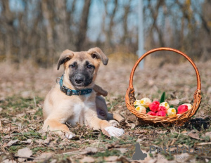Zdjęcie №2 do zapowiedźy № 32416 na sprzedaż  pies nierasowy - wkupić się Federacja Rosyjska prywatne ogłoszenie