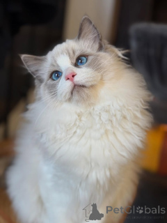 Zdjęcie №3. Elegancka, delikatna i pełna uroku Bella to piękno spowijane futerkiem.. Irlandia