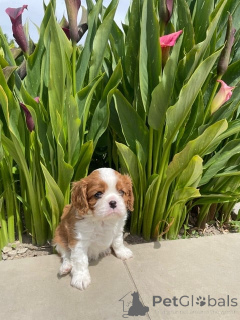 Zdjęcie №1. cavalier king charles spaniel - na sprzedaż w Arrondissement de Paris | Bezpłatny | Zapowiedź №172458