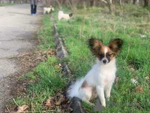 Dodatkowe zdjęcia: CONTINENTAL TOY SPANIEL/PAPILLON 