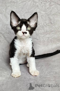 Zdjęcie №3. Chatons Devon Rex dostępne à la vente.. Belgia