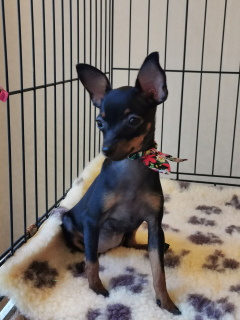 Zdjęcie №2 do zapowiedźy № 2620 na sprzedaż  pražský krysařík - wkupić się Federacja Rosyjska hodowca