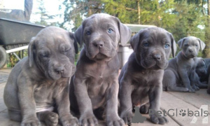 Zdjęcie №1. cane corso - na sprzedaż w Freysing | 1674zł | Zapowiedź №171444
