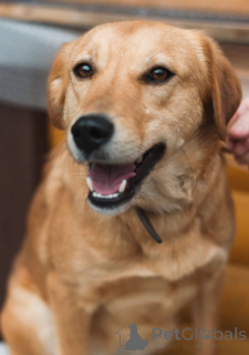 Zdjęcie №2 do zapowiedźy № 166924 na sprzedaż  pies nierasowy - wkupić się Białoruś prywatne ogłoszenie