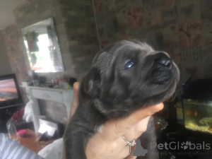 Zdjęcie №2 do zapowiedźy № 173350 na sprzedaż  cane corso - wkupić się Hiszpania prywatne ogłoszenie