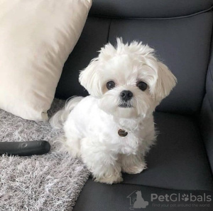 Zdjęcie №3. Maltaza-valper. Norwegia