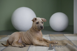 Zdjęcie №2 do zapowiedźy № 137257 na sprzedaż  thai ridgeback - wkupić się Federacja Rosyjska hodowca