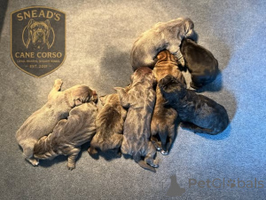 Zdjęcie №2 do zapowiedźy № 173403 na sprzedaż  cane corso - wkupić się Dania prywatne ogłoszenie, hodowca