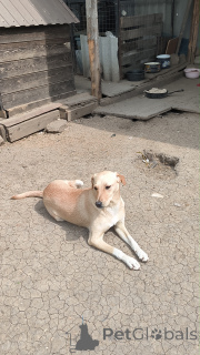 Zdjęcie №4. Sprzedam pies nierasowy w Rzeka Moskwa. prywatne ogłoszenie - cena - Bezpłatny