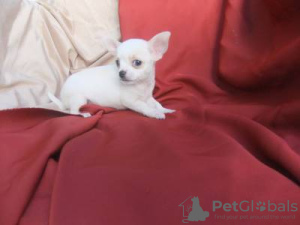 Zdjęcie №2 do zapowiedźy № 126856 na sprzedaż  chihuahua (rasa psów) - wkupić się Portugalia 