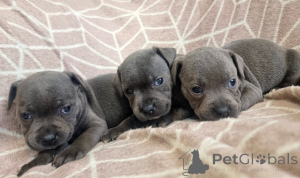 Zdjęcie №1. staffordshire bull terrier - na sprzedaż w Murnau AM Staffelsee | 2774zł | Zapowiedź №175408